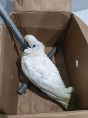 Pria di Jayapura Terancam 15 Tahun Penjara Gara-gara Jual Burung Dilindungi lewat Medsos