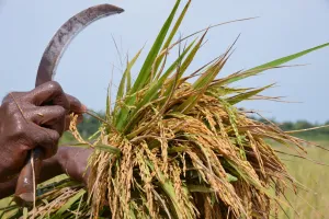 Terobosan Kloning Padi Hibrida Ilmuwan Tiongkok Siap Dongkrak Produksi Dunia