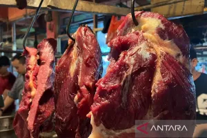 Bapanas Perkuat Stabilisasi Harga Daging Sapi Bersama BUMN dan BUMD