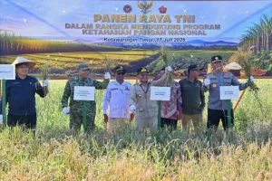 Bulog Kalteng: Kapuas dan Kotim Berkontribusi Serapan Gabah Terbesar