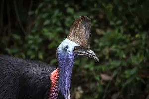 Flu Burung Kembali Sapa Aus...