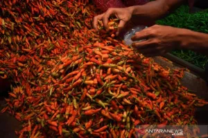 Harga Cabai Rawit Rp63.150 Per Kg, Telur Ayam Rp31.950 Per Kg