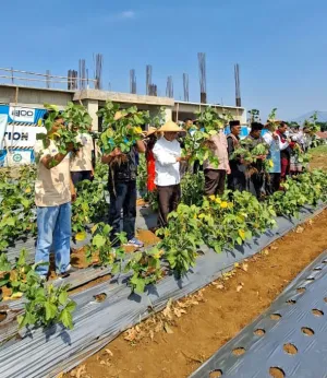 Lewat Kebun Pangan Madaya, Warga Buktikan Lahan Sempit Bisa Hasilkan Sumber Pangan Mandiri
