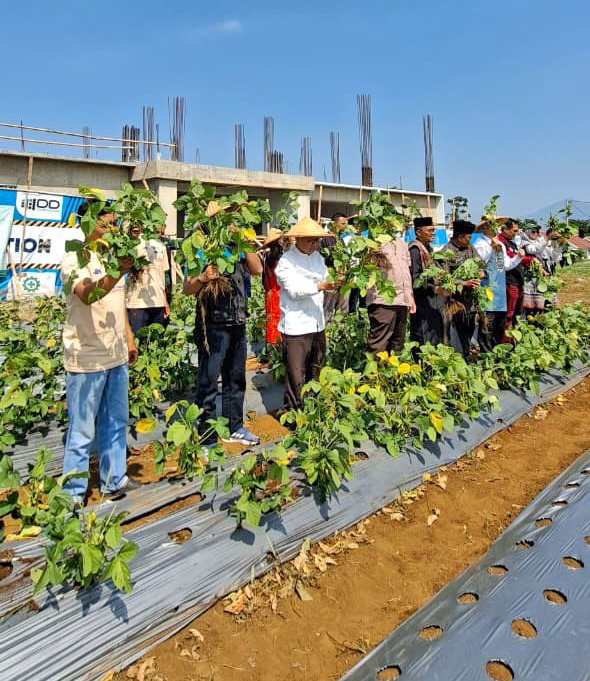 Lewat Kebun Pangan Madaya, Warga Buktikan Lahan Sempit Bi...