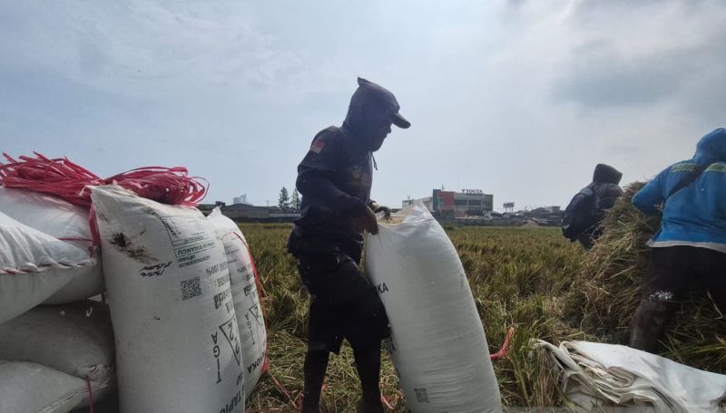 Pemkab Sumedang Siapkan Cadangan Pangan bagi Petani yang ...