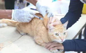 DKP Tangerang Gelar Vaksinasi Gratis Hewan Penular Rabies