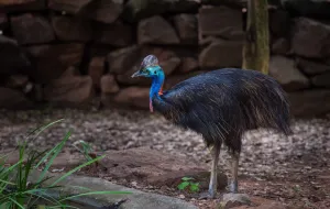 Kasuari: Burung Paling Berbahaya di Dunia Punya Cakar Maut bak Pisau