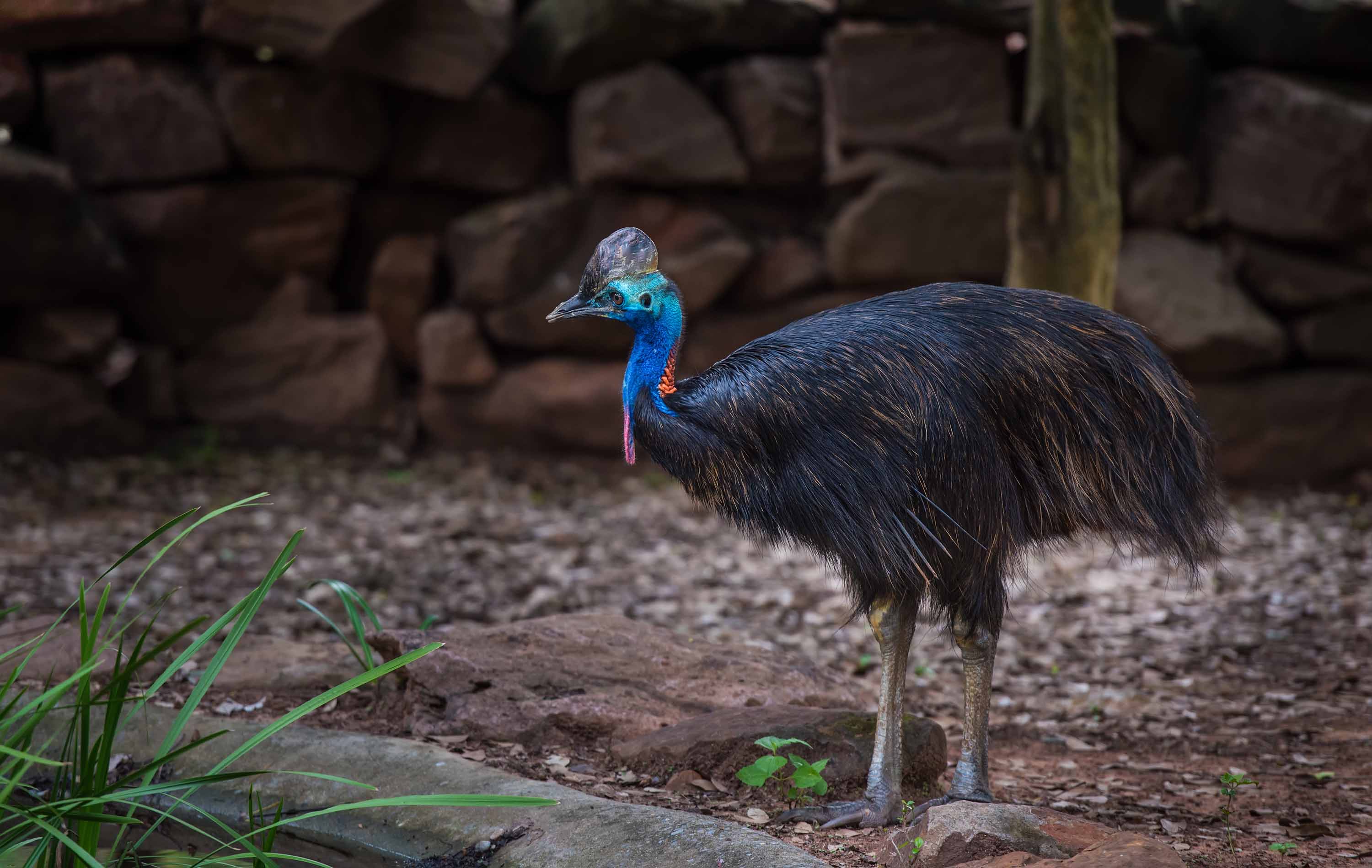 Kasuari: Burung Paling Berbahaya di Dunia Punya Cakar Mau...