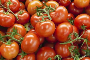 Kembali Terulang! Harga Tomat Anjlok Saat Produksi Berlimpah, Petani Gigit Jari