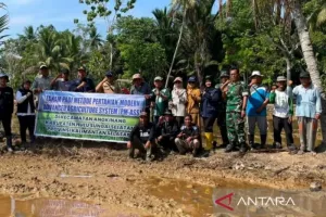 Pemerintah Kabupaten Hulu Sungai Selatan (HSS) Kembangkan Pertanian Modern PM-AAS, Padi IP200 Jadi Andalan Tingkatkan Hasil Panen.