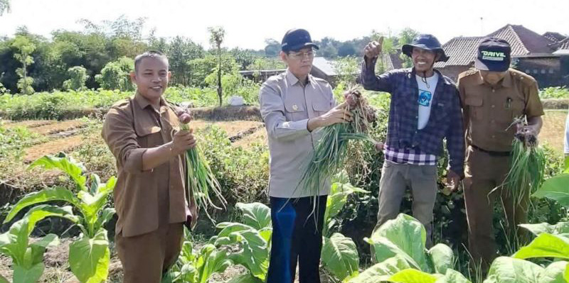 Tingkatkan Produktivitas Pertanian, Tumpang Sari Bawang d...