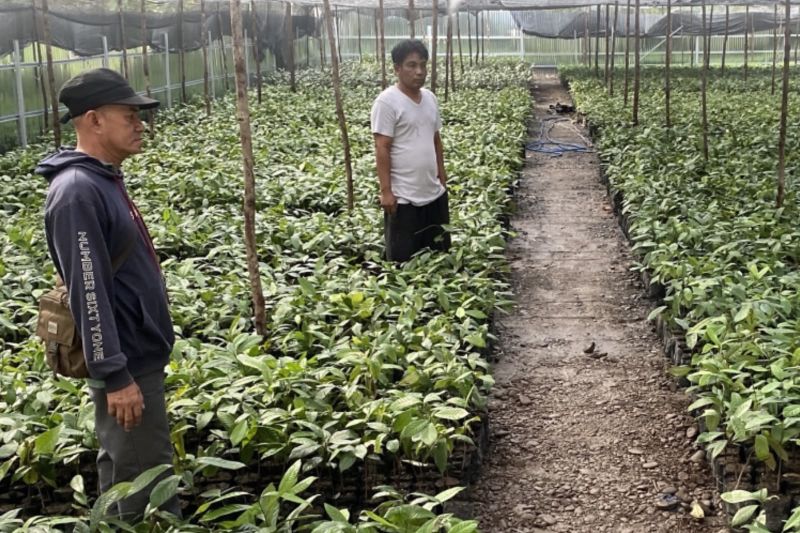BBRMP Maluku Monitoring Pembibitan Pala di Seram Bagian Timur, Pastikan Program Berjalan Optimal.