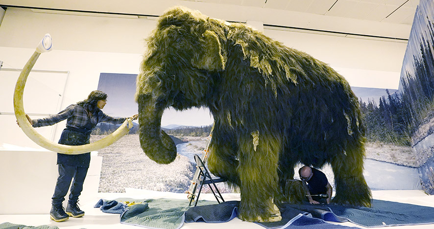 Biologi Sintetis Buka Jalan “De-Ekstensi” Mammoth Berbulu
