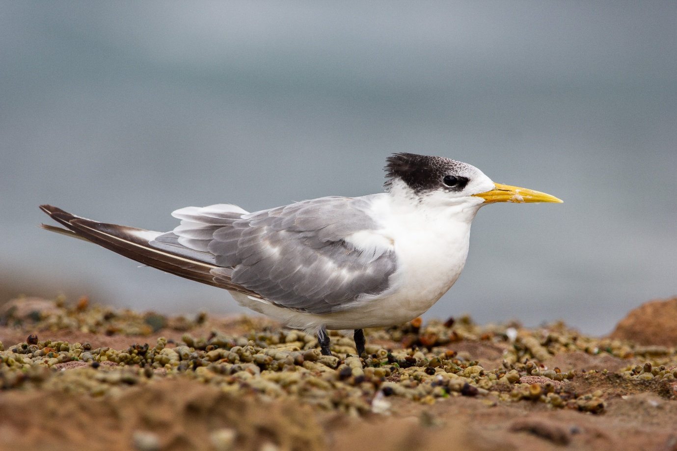 Kasus Flu Burung Mematikan Melonjak dan Menyebar Lokal di...
