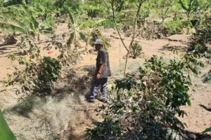 Kebun Kopi Aceh Tengah Bangkit! Pemerintah Tancap Gas Rehabilitasi Ribuan Hektare Lahan Terdampak Bencana