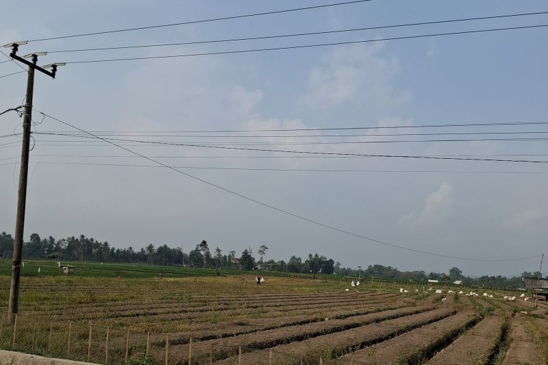 Lampung Dapat Bantuan Bibit Cabai untuk Pengembangan 83 H...