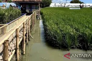 Pemprov Gorontalo Terapkan Pertanian Modern PMAAS, Target Produksi Padi Tembus 10 Ton per Hektare.