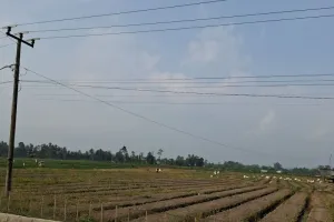 Pemprov Lampung Dapat Bantuan Bibit untuk Kembangkan Kawasan Cabai Seluas 83 Ha