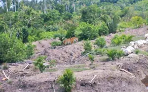 BBKSDA Riau Pantau Keberadaan Harimau Sumatra di Dekat Permukiman