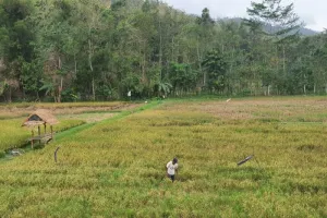 Belasan Hektare Sawah di Tulungagung Terdampak Kekeringan 