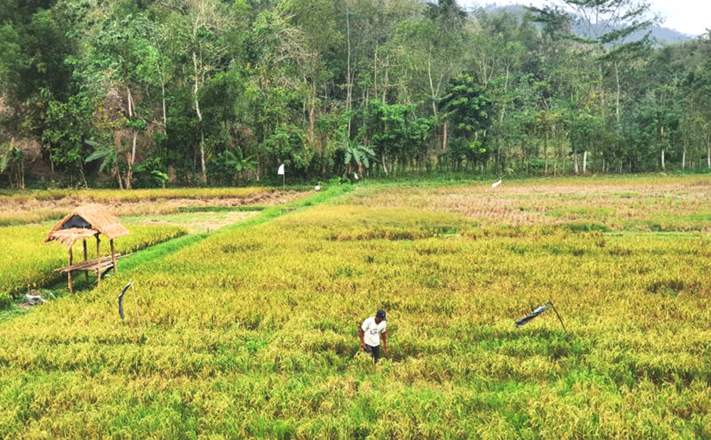 Terdampak Kekeringan, Lahan...