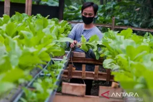 Hadapi Kemarau, Pemkot Cimahi Andalkan Urban Farming untuk Jaga Ketahanan Pangan