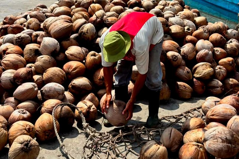Petani Natuna Terima Bantuan Bibit Kelapa Dalam dari Keme...