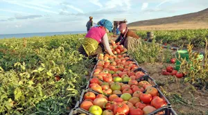 Petani Turki Sukses Panen Melimpah tapi Tercekik Biaya Produksi Tinggi