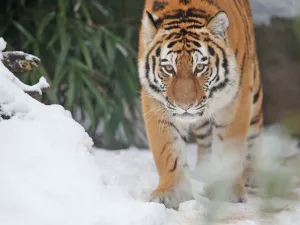 Populasi Harimau Siberia Na...