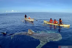 Wisata Hiu Paus Botubarani Buktikan Konservasi Bisa Hasilkan Cuan