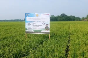 Hadapi Musim Kemarau, Dinas Pertanian Lebak Siapkan 201 Pompa Air Antisipasi Kekeringan 