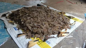 Kemenhut Bongkar Perdagangan Sisik Trenggiling dan Paruh Rangkong