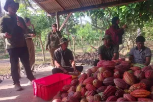 Koperasi Petani Kakao Jembrana Bikin Harga Panen Stabil, Ratusan Petani Diuntungkan.
