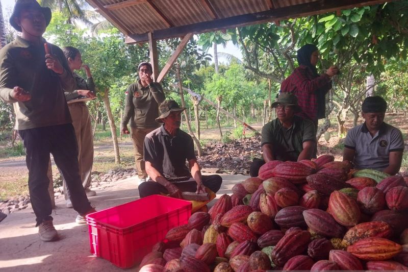 Koperasi Petani Kakao Jembrana Bikin Harga Panen Stabil, ...