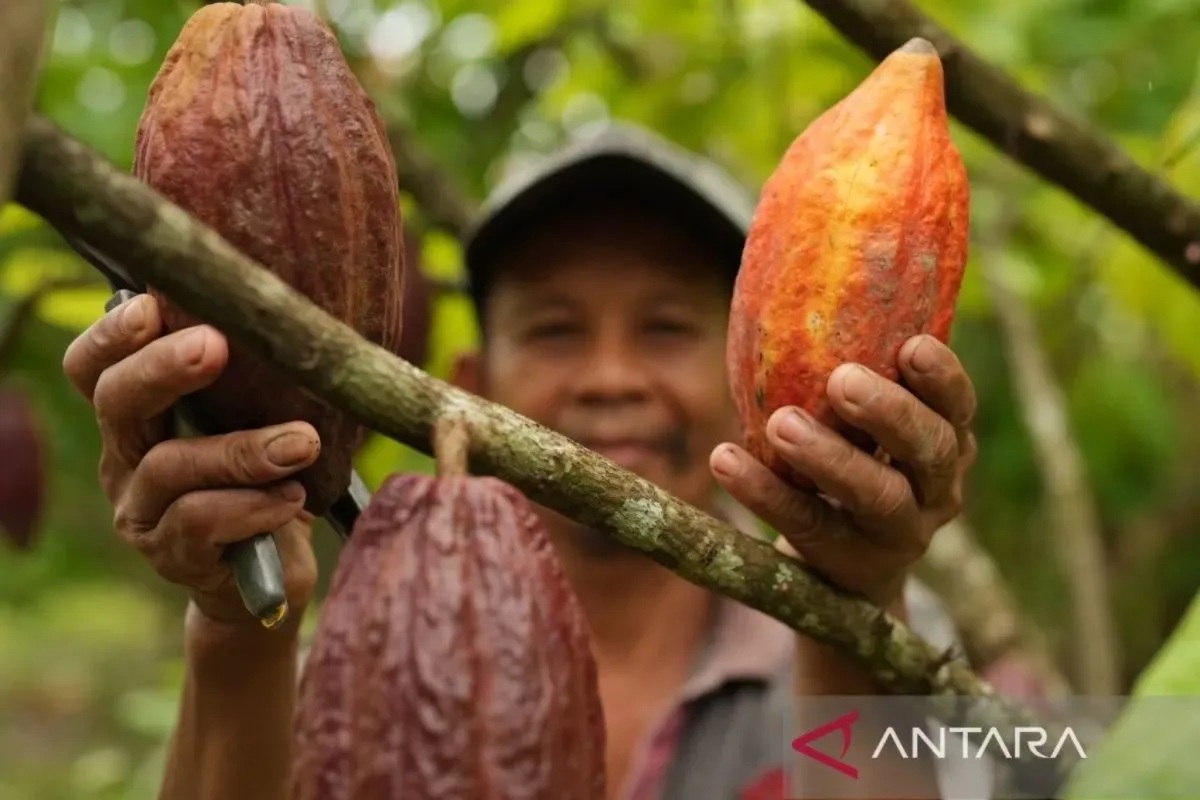 Cuaca Buruk dan El Nino Picu Kenaikan Harga Kakao