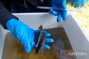 Lindungi Tambak Udang Rakyat, BKHIT Maluku Intensifkan Pemantauan HPIK di Kabupaten Buru.