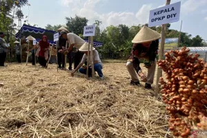 Bantul Kembangkan Sorgum, Pilihan Baru untuk Piring dan Kantong Petani