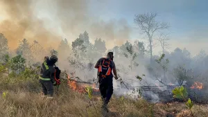 BMKG Ingatkan Waspada Karhutla dari Dampak Menguatnya El Nino