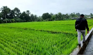 Kementan Percepat Cetak Sawah di Papua Barat untuk Target Tanam pada Oktober Nanti