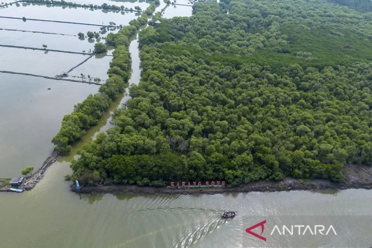 M4CR Jadi Proyek Rehabilitasi Mangrove Terbesar di Dunia, Targetkan 32.634 Hektare Hutan Mangrove