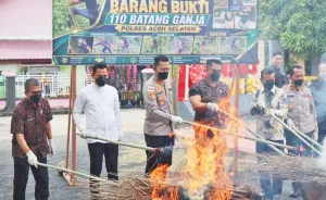 Polres Aceh Selatan Musnahkan 110 Batang Ganja