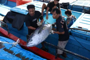 Tarif Tuna & Cakalang ke Je...