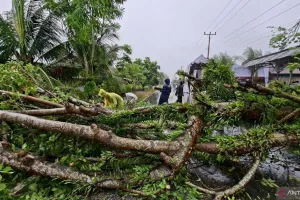 Belasan Pohon Tumbang Akibat Cuaca Ekstrem di Pariaman