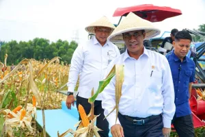 BPS Proyeksikan Produksi Jagung Januari-September 2026 Bakal Turun 
