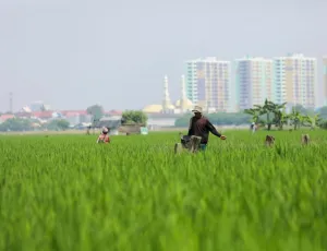 Hadapi Kemarau, Ini yang Dilakukan KPKP Jakarta Utara untuk Membantu Petani dan Nelayan