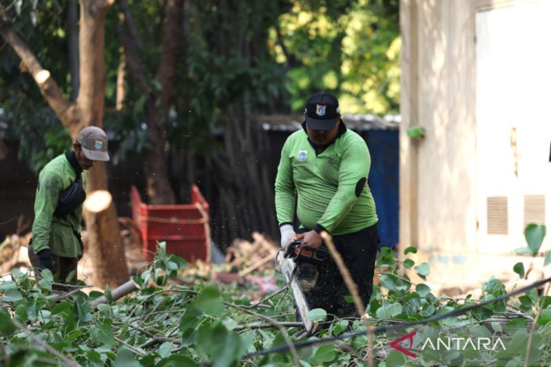 Jakarta Timur Pangkas 12.254 Pohon Rawan Tumbang Sepanjang 2026, Keselamatan Warga Jadi Prioritas.