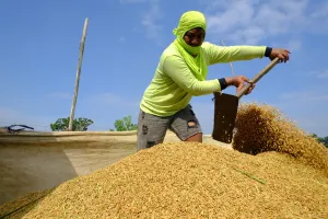 Luas Panen Menyusut Akibat Dampak Kemarau, Produksi Beras Diproyeksi Turun