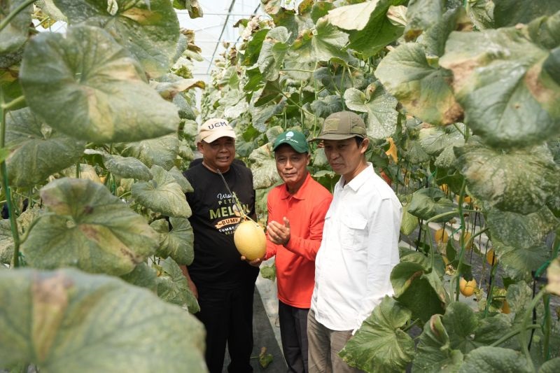 Panen Perdana Melon Premium di Sleman, Tanah Kas Kalurahan Kini Hasilkan Nilai Ekonomi