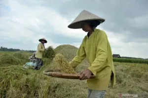  Produksi Padi dan Jagung Semester I 2026 Naik Tipis, BPS: Potensi Triwulan III Turun