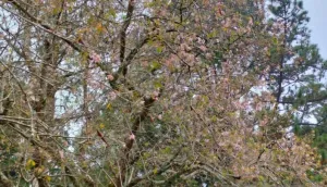 Tak Perlu ke Jepang, Bunga Sakura di Kebun Raya Cibodas Tengah Mekar dan Jadi Buruan Wisatawan